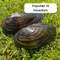 50 st dammmusslor